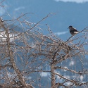 Fallergrat, Arzeinkopf, Schneeschuhwanderung