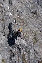 KÃ¶nigsjodler, HochkÃ¶nig (2941 m), Berchtesgadener Alpen