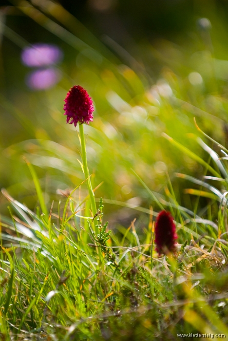 20100712_172642.jpg - Ernst Riha