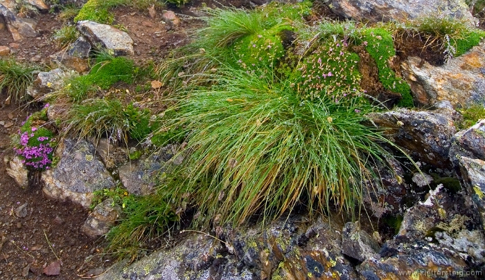 20100718_125600.jpg - Panorama Klettersteig Kühtai