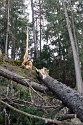 Steinwand Klettersteig, Arzl, Pitztal