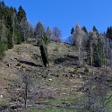 Holzbringung Spallenhof