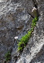 Leite Klettersteig, Tieftal, Nassereith