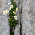 SchwÃ¤rzenkamm Hochwilde