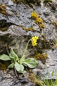 Steinwand Klettersteig