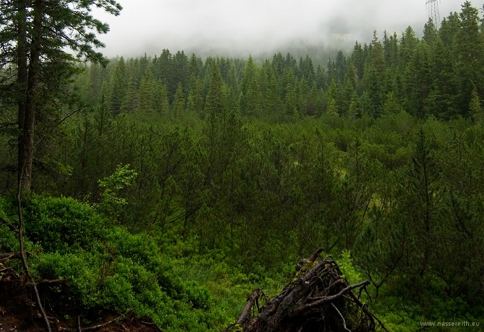 20100723_151132.jpg - Piller Moor