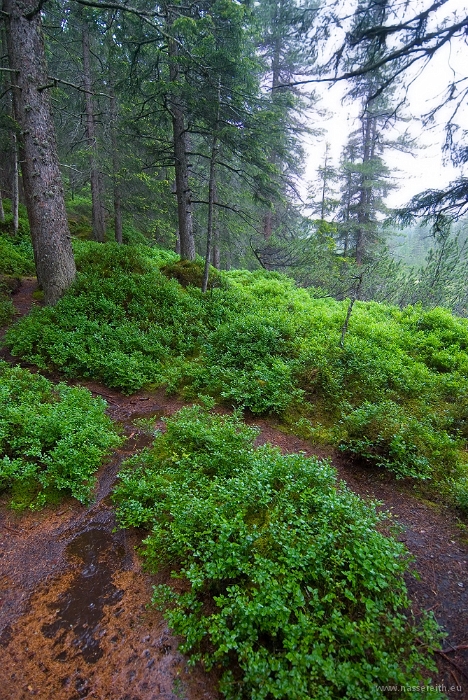 20100723_151245.jpg - Piller Moor