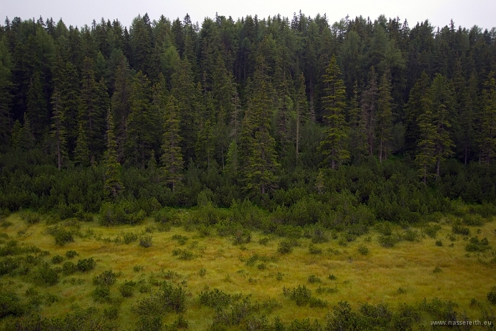 20100723_152906.jpg - Piller Moor