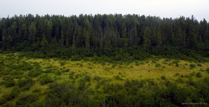 20100723_153005.jpg - Piller Moor