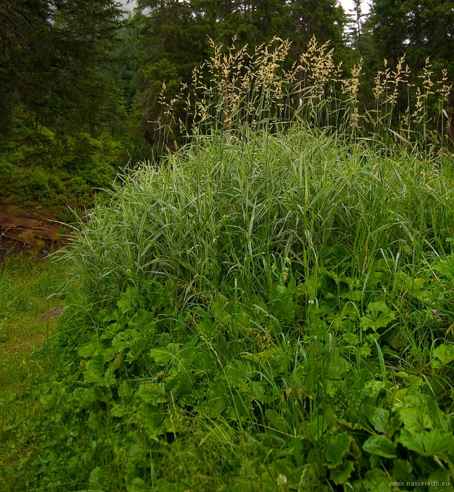 20100723_153227.jpg - Piller Moor