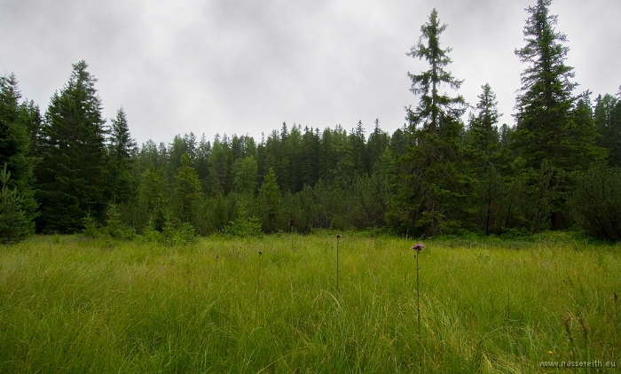 20100723_153836.jpg - Piller Moor