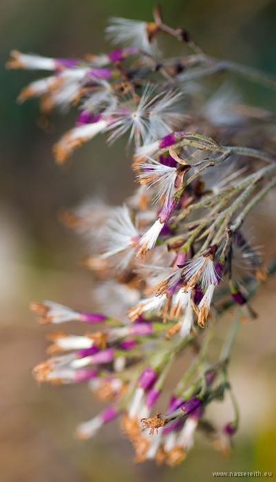 20100919142854.jpg - Nassereither Alm