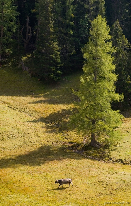 20100919145604.jpg - Nassereither Alm