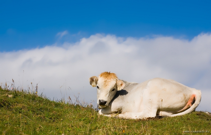 20100919160920.jpg - Nassereither Alm