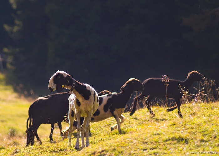 20100919162209.jpg - Nassereither Alm